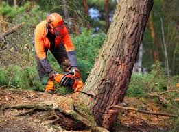 Best Arborist Consultation Services  in Sutter Creek, CA